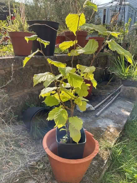 Photo of free Hazel Sapling (Leeds LS14) #1