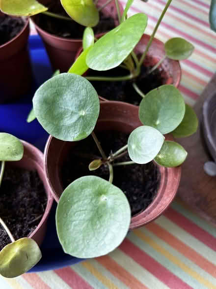 Photo of free Baby pilea plants (Old Town HP2) #1