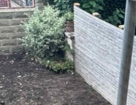Photo of free Winter Creeper (City rd S2) #2