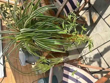 Photo of free Spider plant babies (Oldbrook MK6) #1
