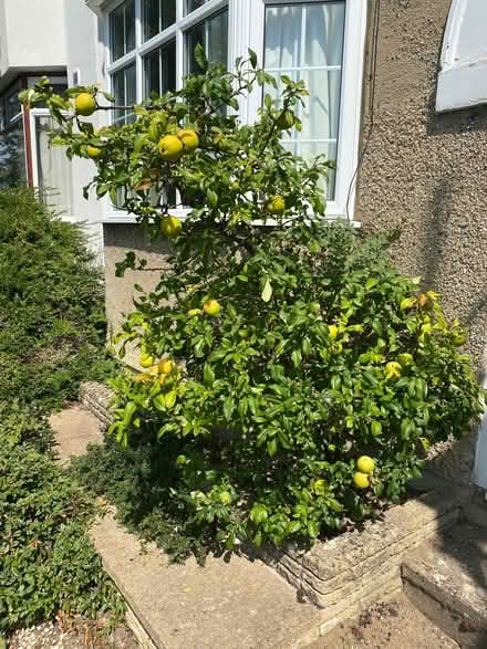 Photo of free Quince (Lye Valley OX3) #1