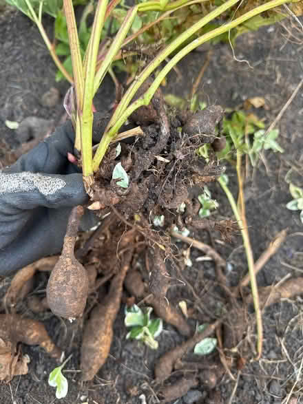 Photo of free Peonies (red) (City rd S2) #1