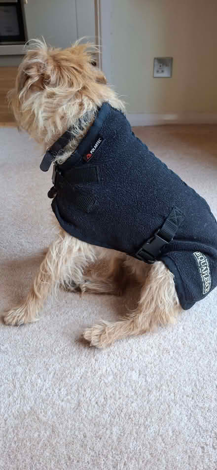 Photo of free Fleece dog coat (Lower Broadheath WR2) #1