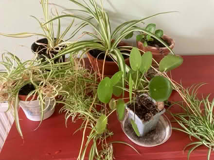 Photo of free Three spider plants and two pilea (Abingdon OX14) #1