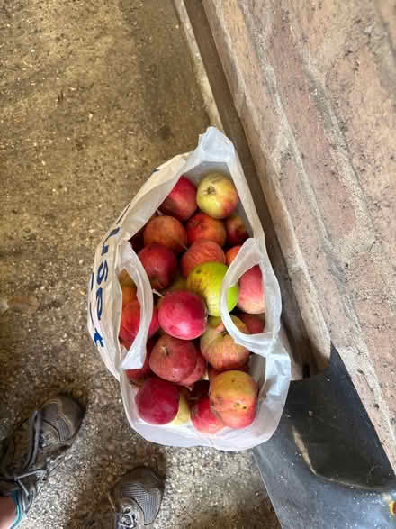 Photo of free Many apples (Eastbourne BN20) #1