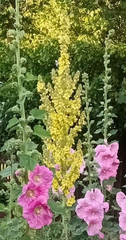 Photo of free Verbascum seeds (Hockley Port B18) #1