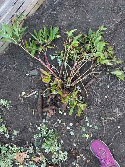 Photo of free Peonies (red) (City rd S2) #2