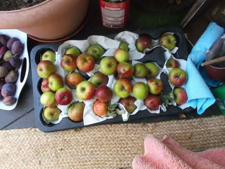 Photo of free a selection of fresh fruit. (Bournes Green SS2) #1