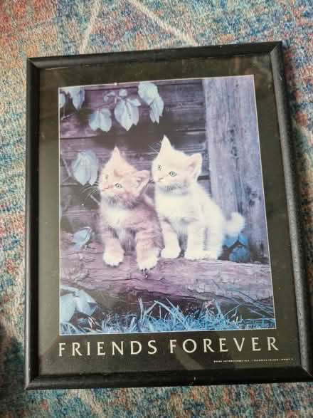 Photo of free Kittens picture (Hednesford, WS12) #1