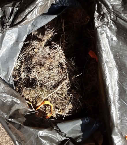 Photo of free Turf (Keston BR2) #3