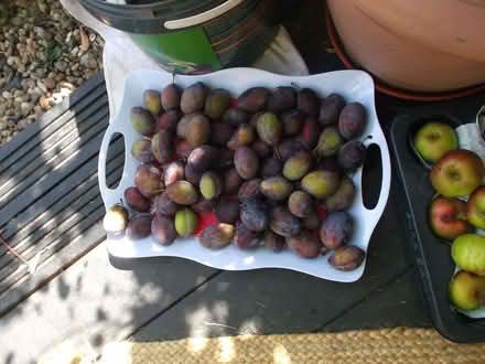 Photo of free a selection of fresh fruit. (Bournes Green SS2) #2