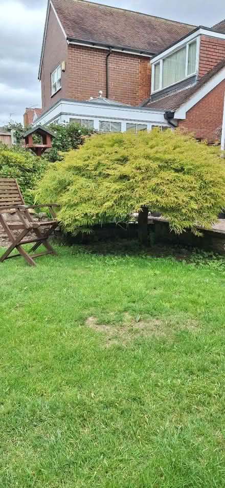 Photo of free Mature acer trees (Chellaston) #2