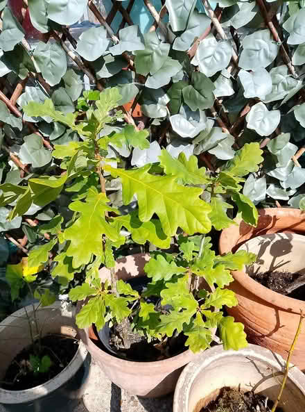 Photo of free oak tree plants (waterlooville) #1
