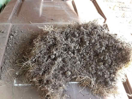 Photo of free Turf (Keston BR2) #1