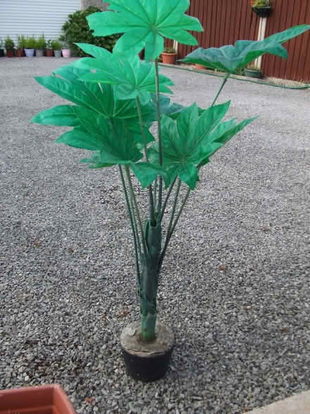 Photo of free artificial plant (Buckley CH7) #1
