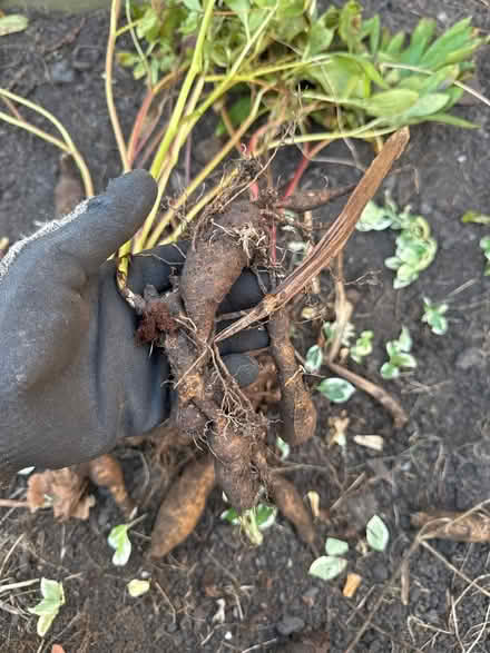 Photo of free Peonies (red) (City rd S2) #4