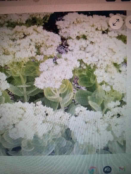 Photo of free Plants (Aspley NG8) #2