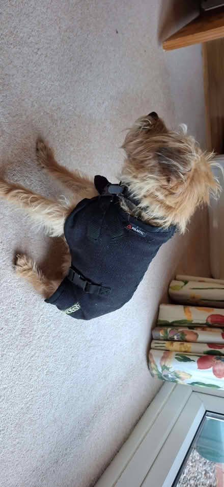 Photo of free Fleece dog coat (Lower Broadheath WR2) #4