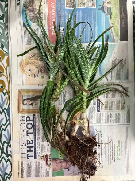 Photo of free plant in need of a pot (Horsell GU21) #1