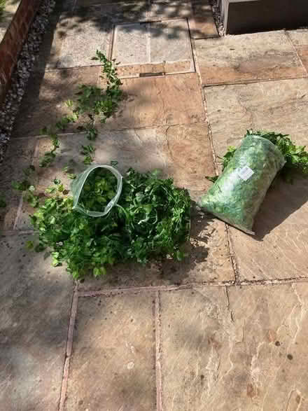 Photo of free 2 bags of plastic ivy - I can split (Cheadle Hulme SK8) #2