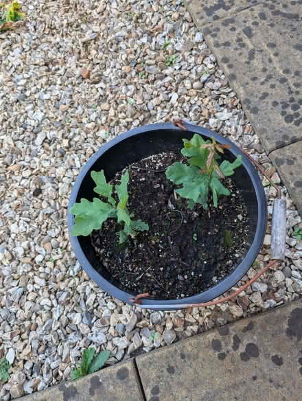 Photo of free seedlings (Pant SY10) #1