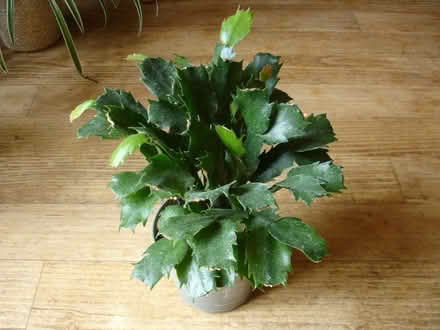 Photo of free Xmas cactus plant (Coleview SN3) #1