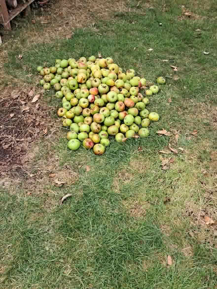 Photo of free More apples 🍎 for animal feed or cider (Causeway End MK43) #1