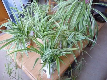 Photo of free Baby spider plants (Bridlington YO16) #2