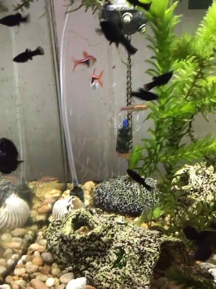 Photo of free Black moollys (Wellington) #2