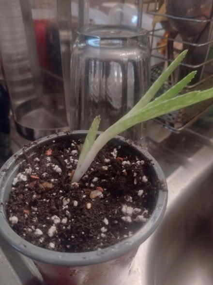 Photo of free aloe & aloe/zebra plant cross plants (Shiregreen S5) #2