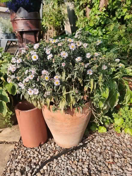 Photo of free Aster (lilac colour daisy) (Lancaster Vale LA1) #1