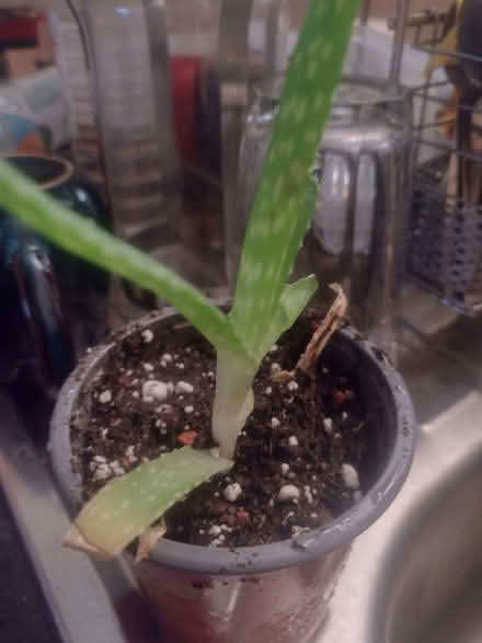 Photo of free aloe & aloe/zebra plant cross plants (Shiregreen S5) #3