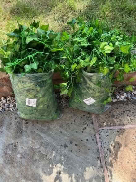 Photo of free 2 bags of plastic ivy - I can split (Cheadle Hulme SK8) #1
