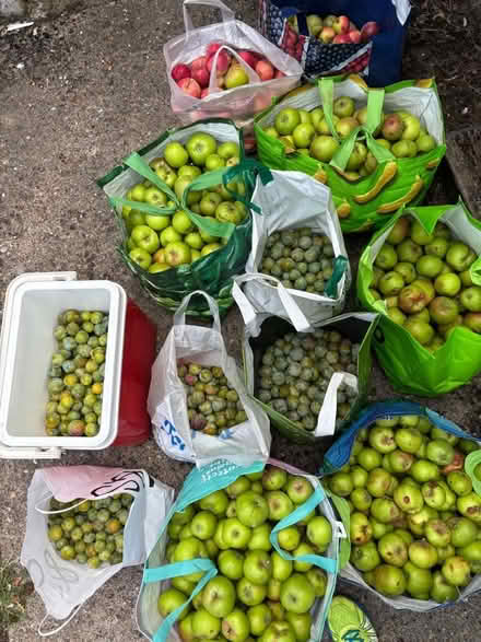 Photo of free Many apples (Eastbourne BN20) #2