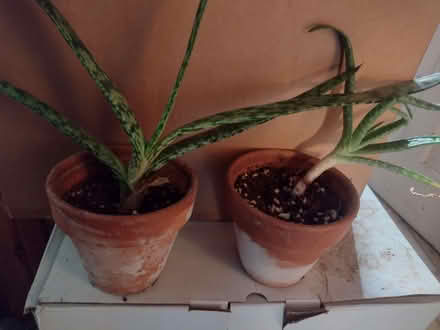 Photo of free aloe & aloe/zebra plant cross plants (Shiregreen S5) #1