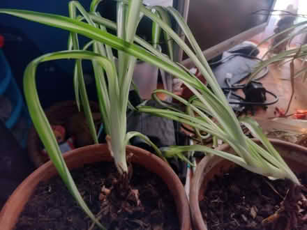 Photo of free two spider plants (Shiregreen S5) #1