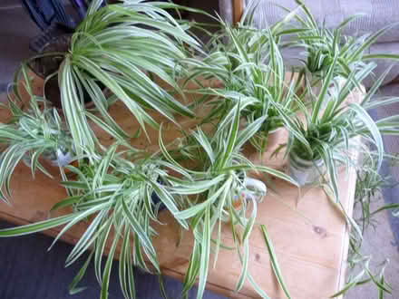 Photo of free Baby spider plants (Bridlington YO16) #1
