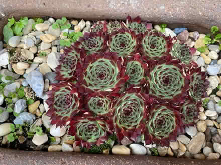 Photo of free Succulent plant (Plumpton CA11) #1