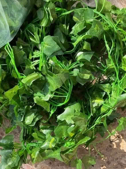 Photo of free 2 bags of plastic ivy - I can split (Cheadle Hulme SK8) #4