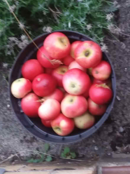 Photo of free Windfall apples-Discovery-most pest marked, damaged, bruised (Westbury Fields BS9) #1