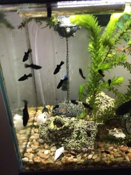 Photo of free Black moollys (Wellington) #1