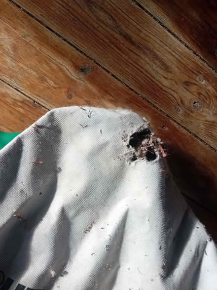 Photo of free Leaf Blower & Hoover (Nailsworth GL6) #2