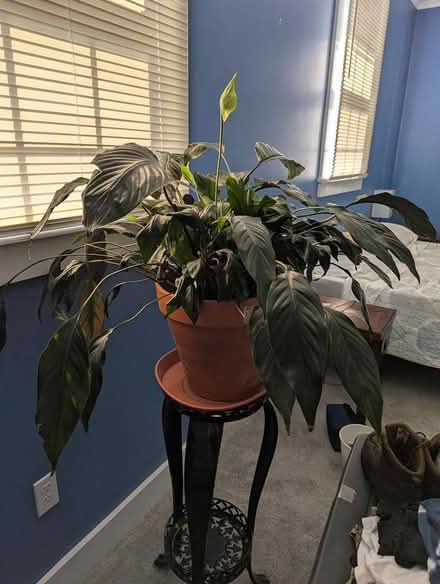 Photo of free Two plants (Greenfield near high school) #1
