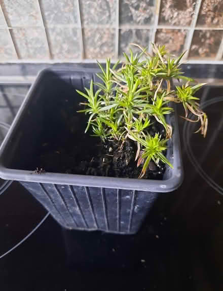 Photo of free Creeping phlox (Morden SM4) #2