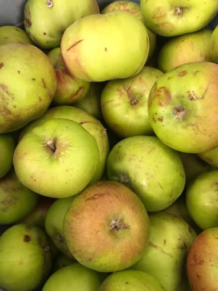 Photo of free Fallen Apples (Norton, Letchworth SG6) #1