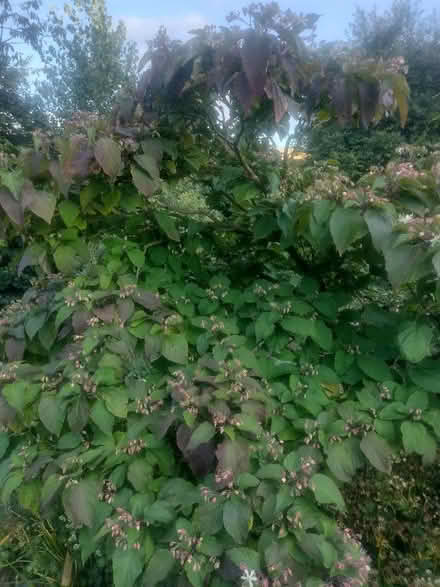 Photo of free Shrub - Clerodendrum trichotomum (Cefnsuran Farm LD7) #1