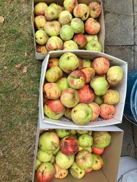 Photo of free Apples (Kirkland) #1