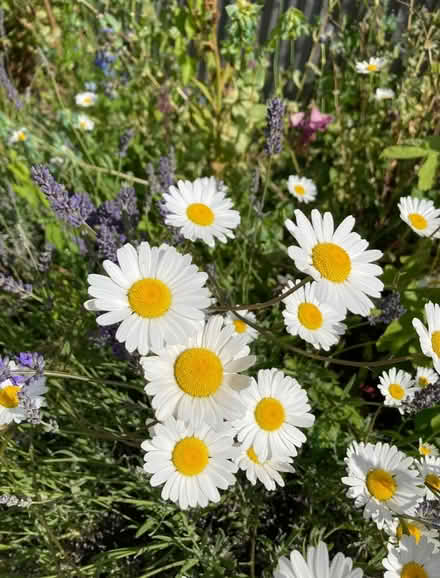 Photo of free Mature large daisy plants (Bexhill on sea TN39) #1