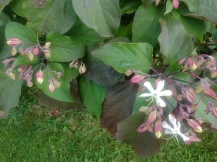 Photo of free Shrub - Clerodendrum trichotomum (Cefnsuran Farm LD7) #2