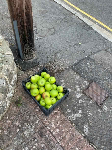 Photo of free cooking apples (Chippenham SN15) #1